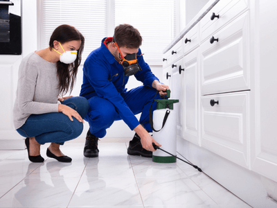 About WNR Haysville - wasp nest removal experts in Haysville